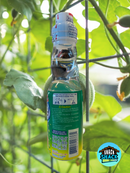 Sangaria Ramune Melon Flavor (Japan)